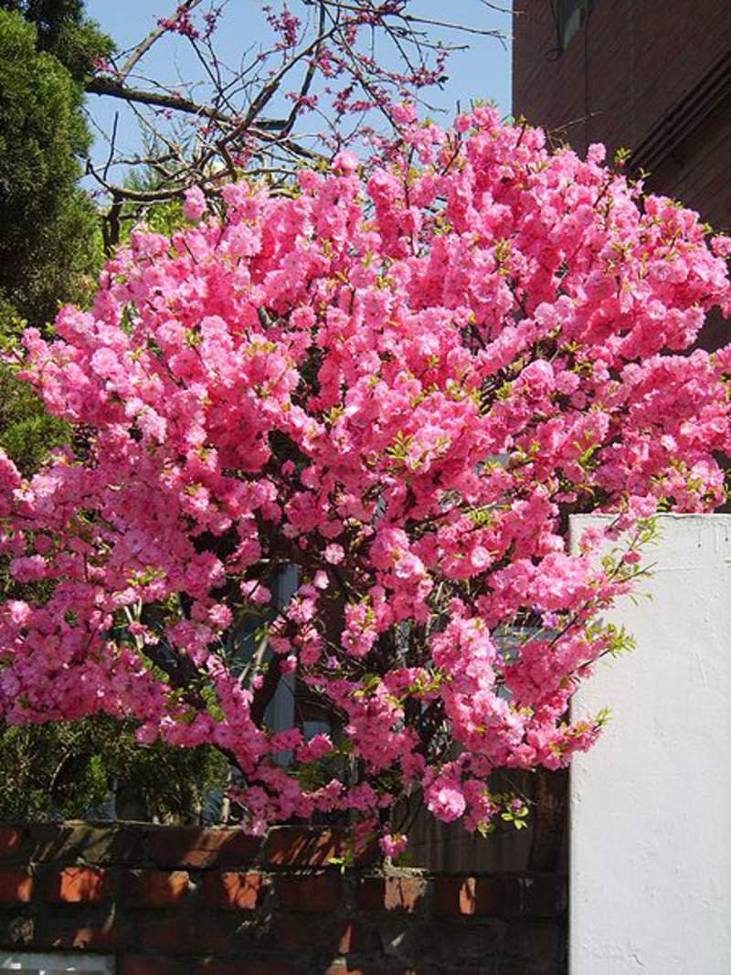 Flowering Plum Tree Seeds | 10 Seeds of Prunus triloba | Pink Flowering Tree