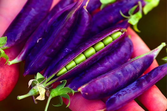 Purple Pod Pea Seeds for Planting - 10 Rare Seeds - Heirloom and Non-GMO, Early Harvest Peas