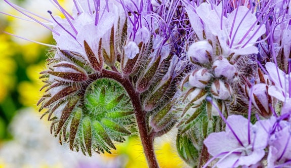 Lacy Phacelia Wildflower Seeds - 500 Seeds - Easy to Grow