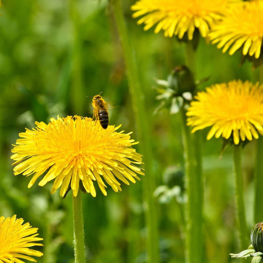Dandelion Seeds for Planting - Taraxacum officinale - Perennial Herb Flowers