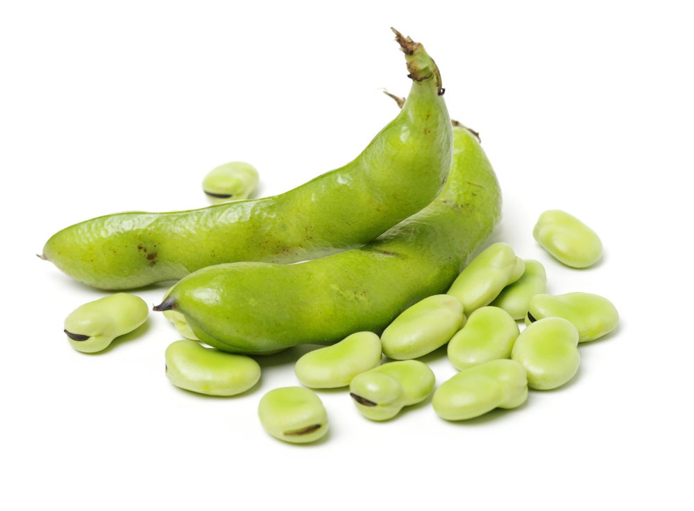 25 Aquadulce Fava Bean Seeds for Planting - Easy to Grow