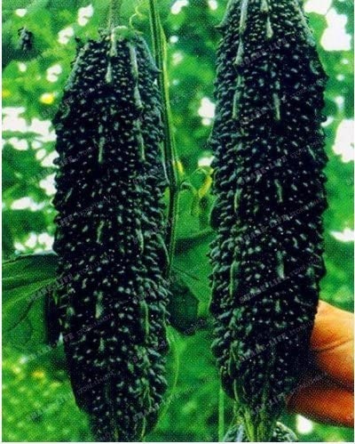 Black Bitter Melon Seeds for Planting, 10 Seeds - Dark Jade Bitter Melon - Ships from Iowa, USA