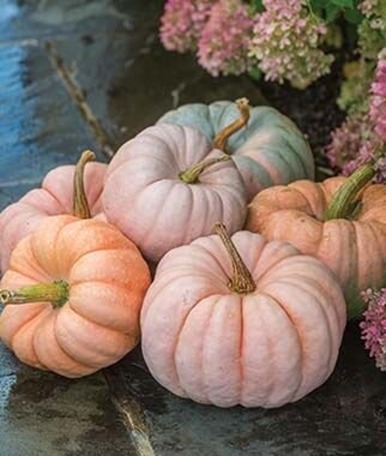 Rare Pink Pumpkin Seeds for Planting - Porcelain Doll Pumpkins - Made in USA, Ships from Iowa.