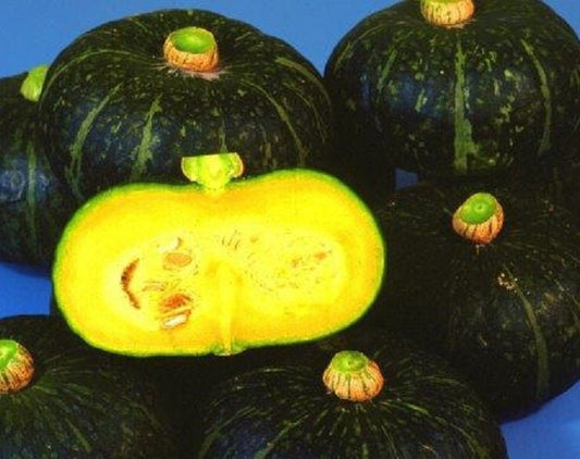 Black Kurinishiki Squash Seeds for Planting - 10 Seeds - Rare and Edible Black Squash - Ships from Iowa, USA