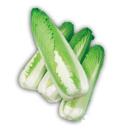 30 Green Rocket Cabbage Seeds - Edible Chinese Cabbage Seeds - Ships from Iowa, USA