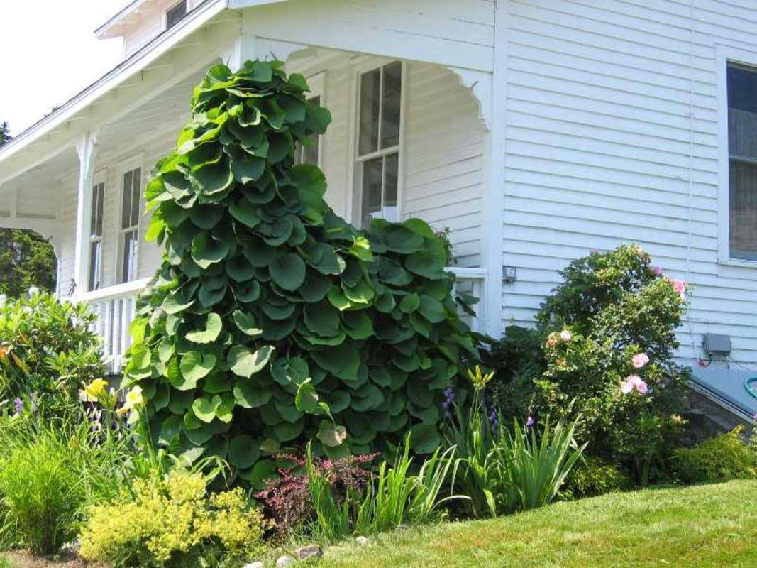 20 Pipevine Seeds for Planting - Aristolochia durior - Exotic Climber with Pipe Shaped Blooms