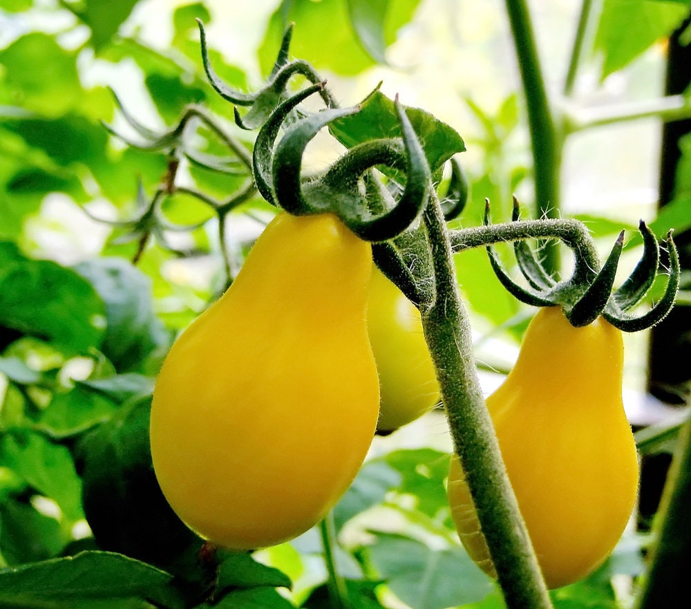 50 Tomato Seeds - Yellow Pear Tomato - Great for Salads, Big Yielder