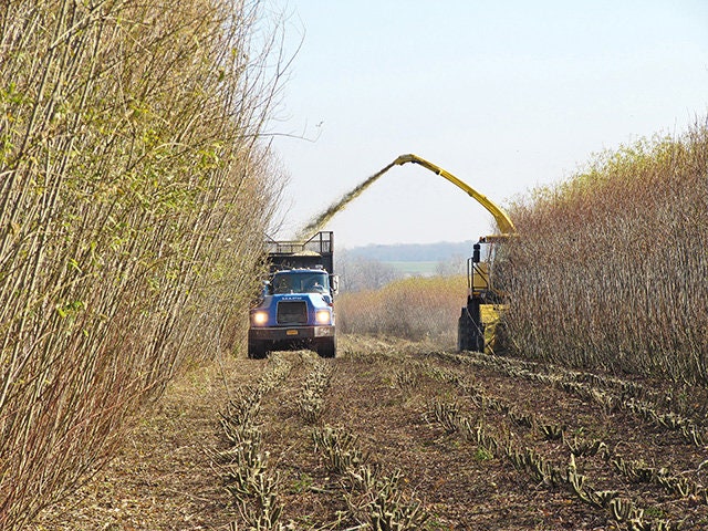 Grow Willow for Biofuel, Biomass - Fresh Cuttings to Plant - Easy and Very Fast Growing Hybrid Willow