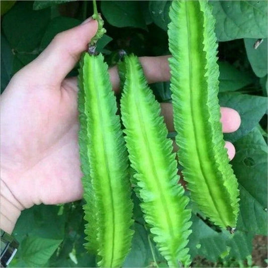 Winged Bean Seeds for Planting - Easy to Grow Exotic Asian Winged Bean