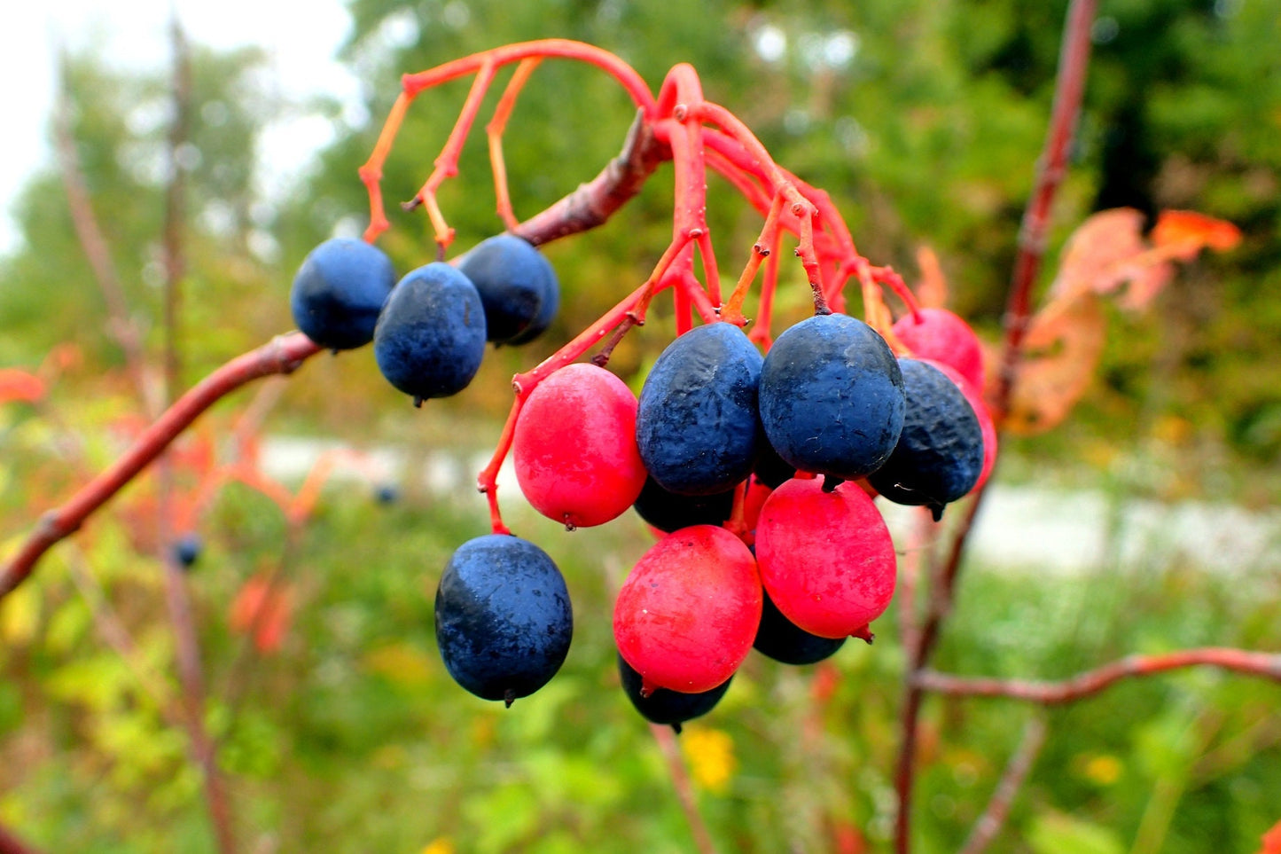 30 Nannyberry Seeds for Planting - Viburnum lentago