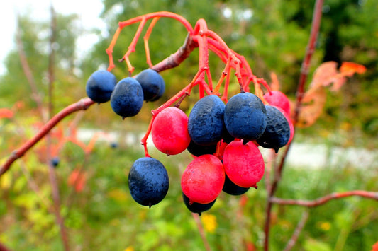 30 Nannyberry Seeds for Planting - Viburnum lentago