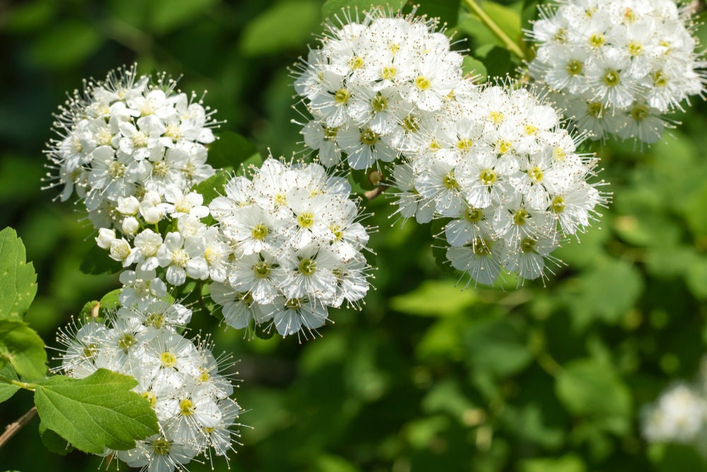 30 Nannyberry Seeds for Planting - Viburnum lentago