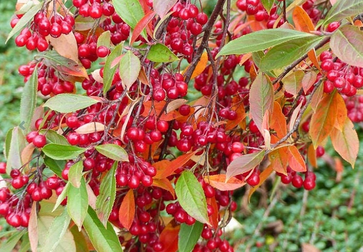 30 Red Chokeberry Seeds for Planting - Aronia arbutifolia - Aronia Berry Tree