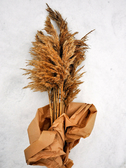 Real Pampas Grass Stalks - 100% All Natural, Grown and Shipped from Iowa, USA. - Vase Filler, Wedding Decoration