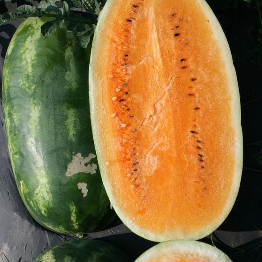 10 Rare Tendersweet Orange Watermelon Seeds for Planting - Delicious Melons, Easy to Grow - Made in USA