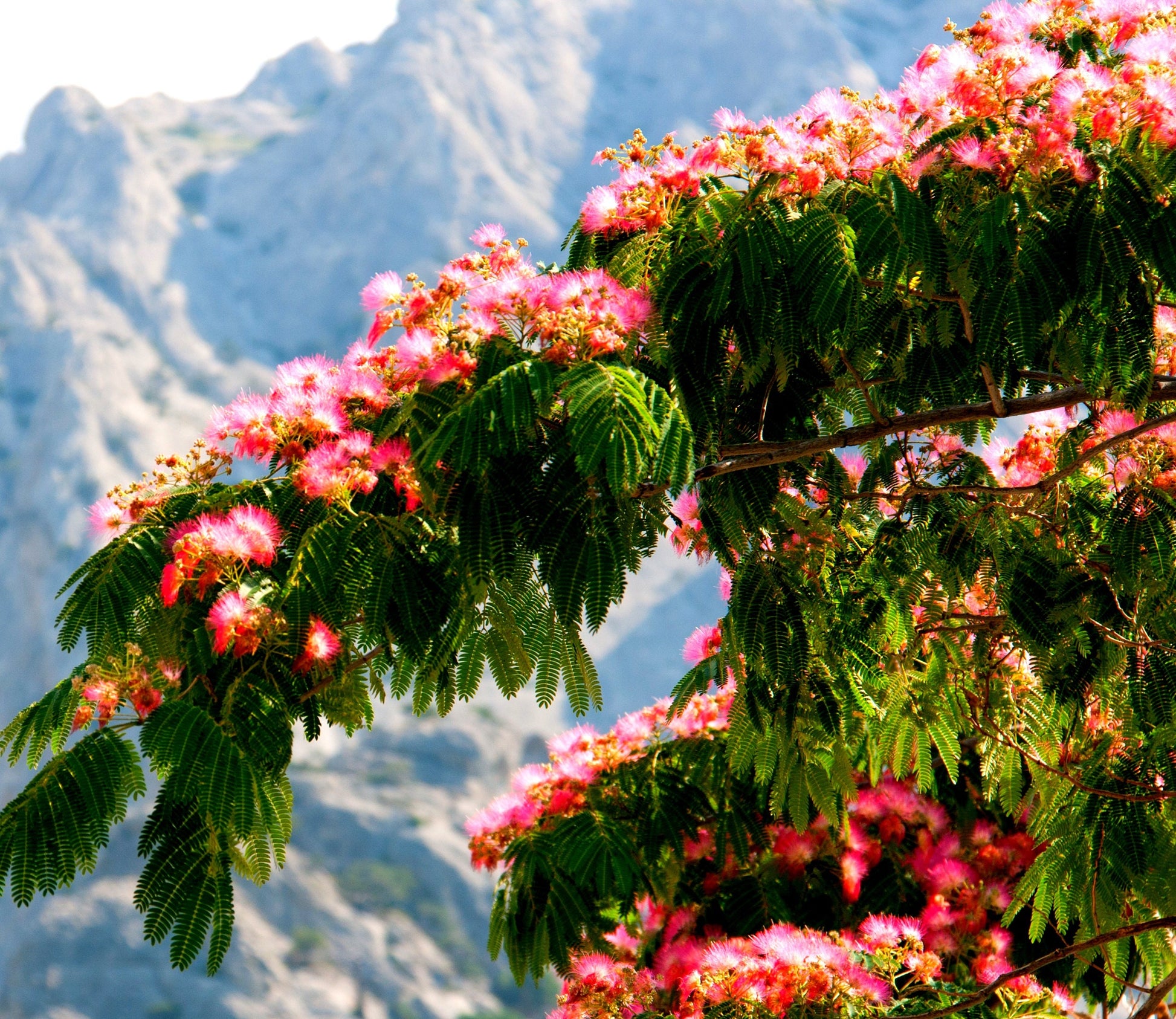mimosa silk tree bonsai 30 Persian Silk Tree Seeds