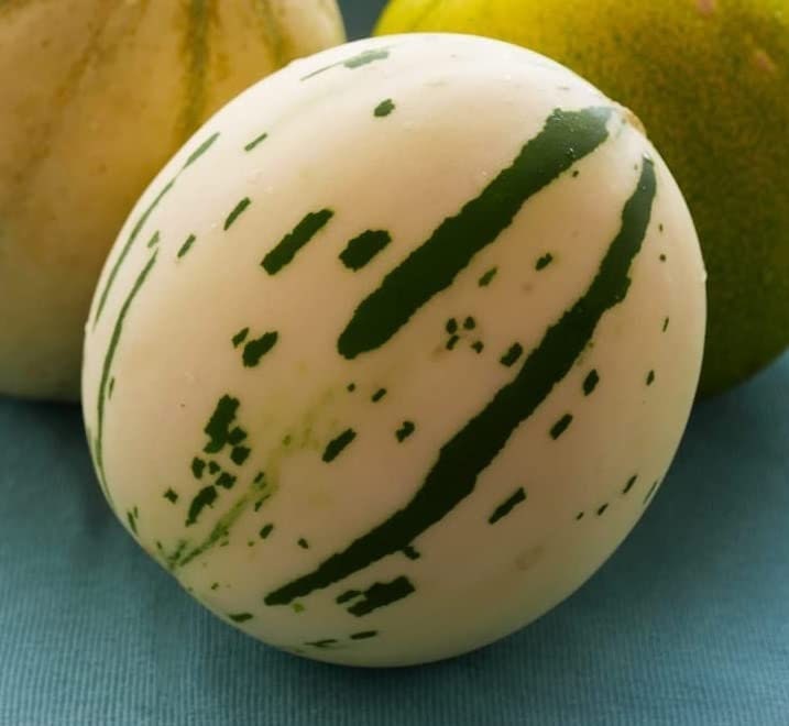 5 Snow Leopard Melon Seeds | Very Rare - Ships from Iowa, USA