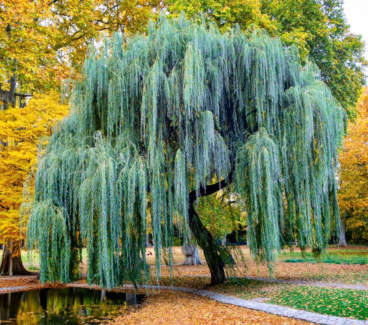 Weeping Willow Tree Cuttings for Planting - Ready to Plant - Beautiful Arching Canopy - Fast Growing Trees