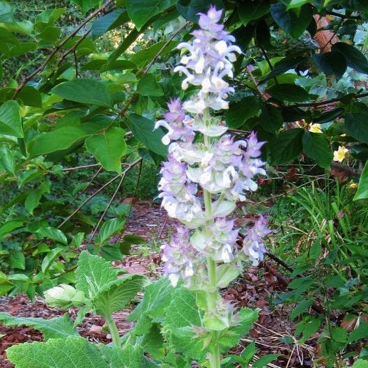 30 Clary Sage Seeds - Bluish-White - Easy to Grow Herb