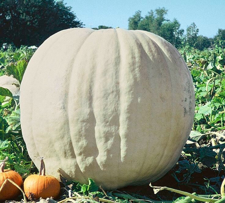 Show Winner White Giant Punmpkin Seeds for Planting | 10 Seeds | Easy to Grow, Giant White Pumpkins