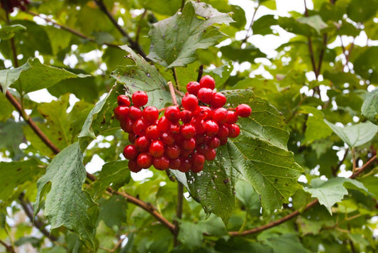 30 American Highbush Cranberry Seeds for Planting -Viburnum trilobum