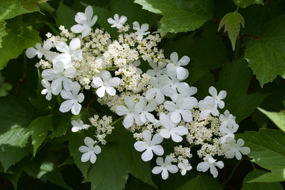 30 American Highbush Cranberry Seeds for Planting -Viburnum trilobum