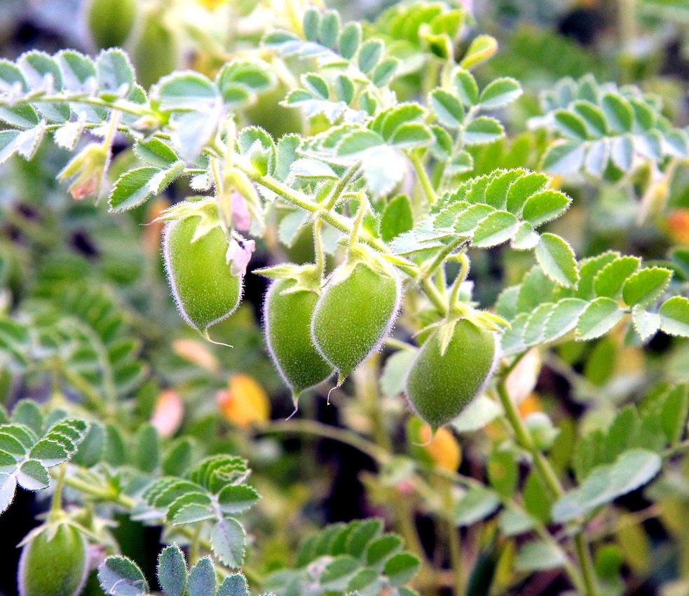 Red Lentils Plant Seeds - Grow Your Own Food