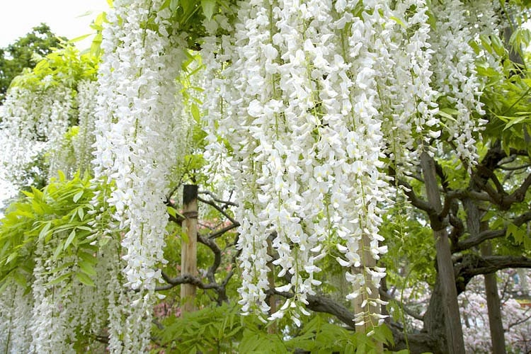 White Wisteria Bonsai Tree Seeds for Planting - Wisteria sinensis Alba - Rare Seeds, Popular for Bonsai