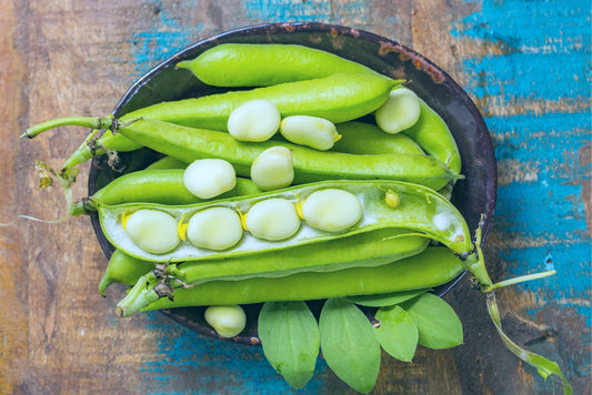 50 Lima Bean Seeds for Planting - Easy to Grow - Fordhook 242 Lima Bean, Award Winning