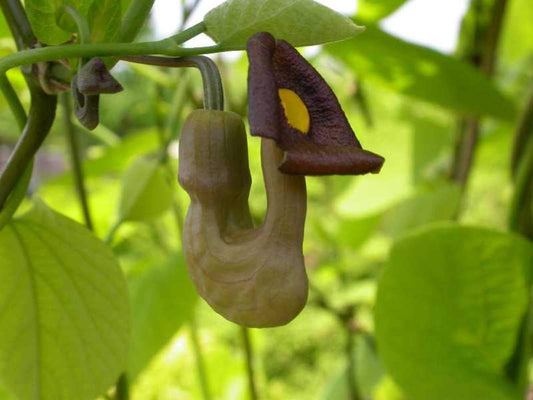 20 Pipevine Seeds for Planting - Aristolochia durior - Exotic Climber with Pipe Shaped Blooms