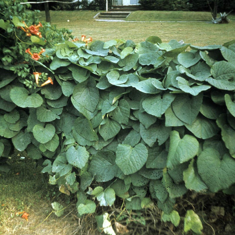 20 Pipevine Seeds for Planting - Aristolochia durior - Exotic Climber with Pipe Shaped Blooms