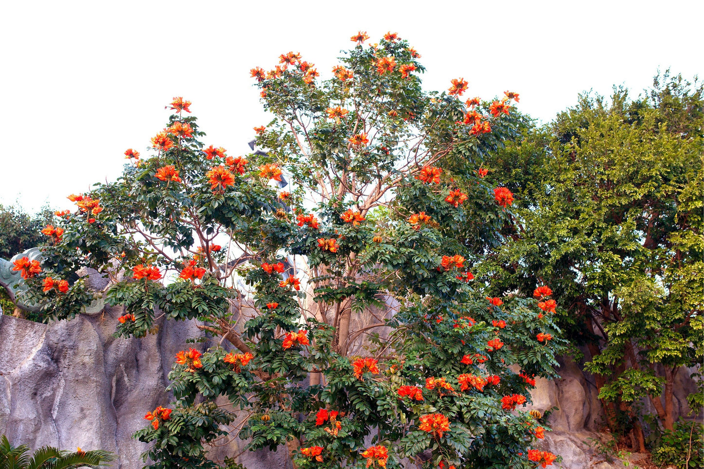 30 African Tulip Tree Seeds -Spathodea campanulata - Exotic Tropical Flowering Tree - Excellent Bonsai Specimen