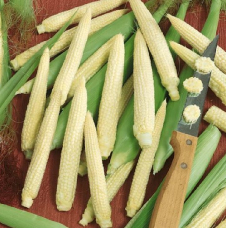 Japanese Baby Corn Seeds for Planting - Great on Salads or as Garnish