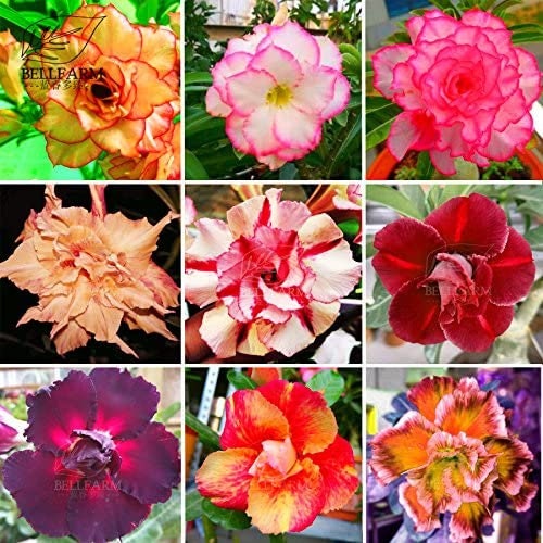 New Adenium Mixed 9 Types Double Petals Colorful Bonsai Desert Rose Seeds, 10+ pcs