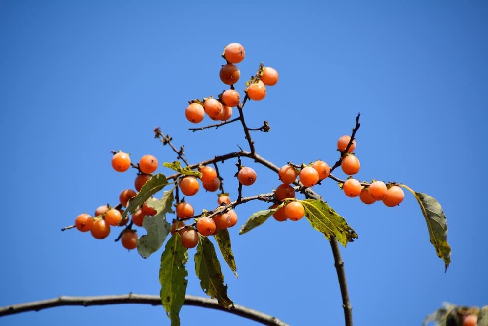 5 Soapberry Tree Seeds for Planting - Sapindus saponaria - Wingleaf Soapberry