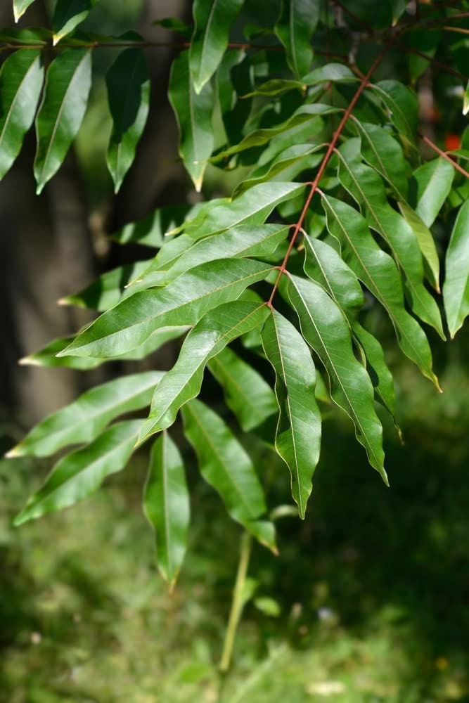 5 Soapberry Tree Seeds for Planting - Sapindus saponaria - Wingleaf Soapberry