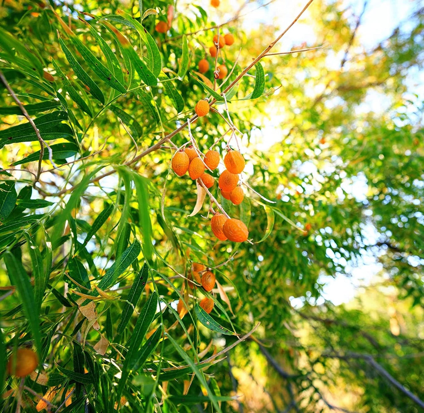 5 Soapberry Tree Seeds for Planting - Sapindus saponaria - Wingleaf Soapberry