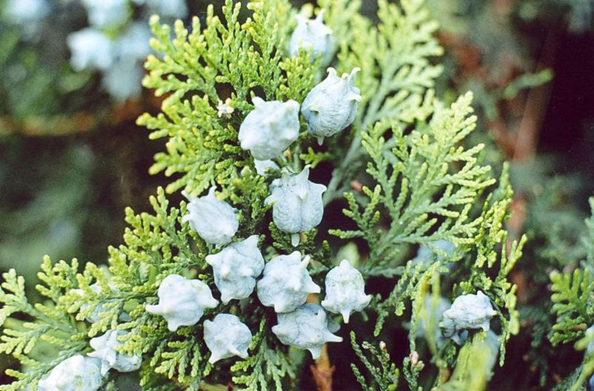 30 Oriental Arborvitae Tree Seeds for Planting - Platycladus orientalis