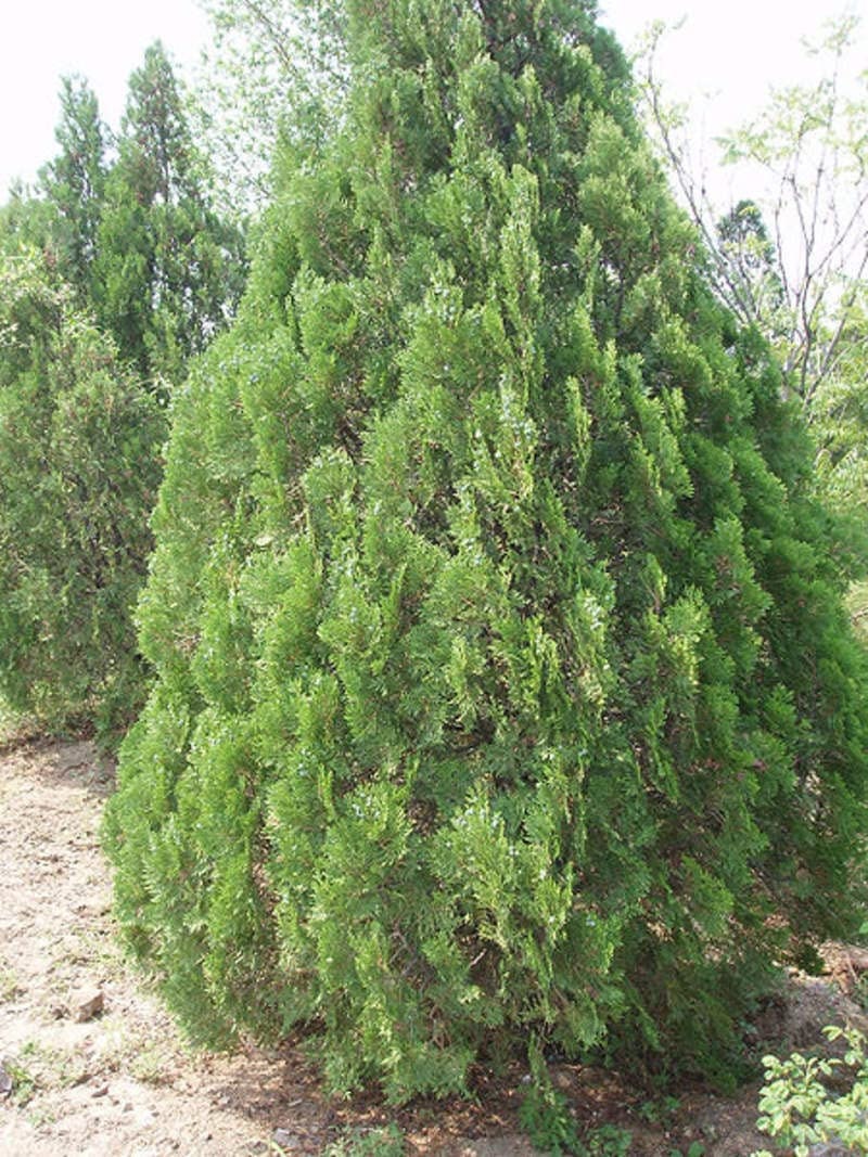 30 Oriental Arborvitae Tree Seeds for Planting - Platycladus orientalis