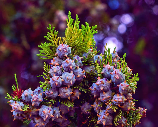 30 Oriental Arborvitae Tree Seeds for Planting - Platycladus orientalis