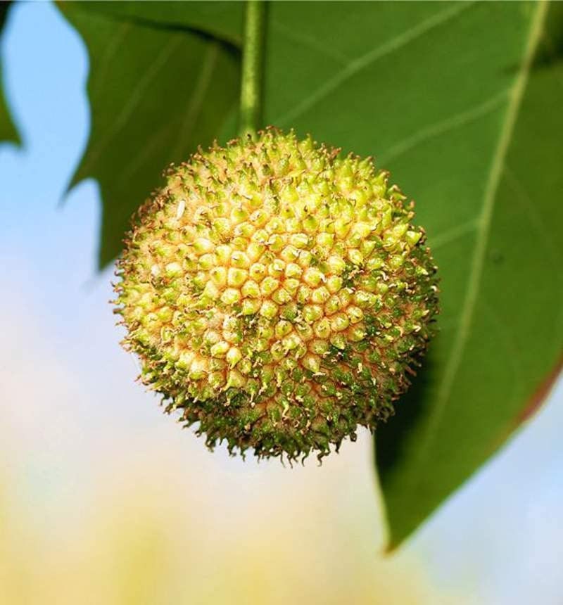 50 London Plane Tree Seeds - Platanus acerifolia - Exotic Bark Peels for Color