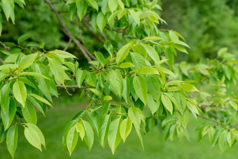 30 Date Plum Tree Seeds for Planting - Diospyros Lotus