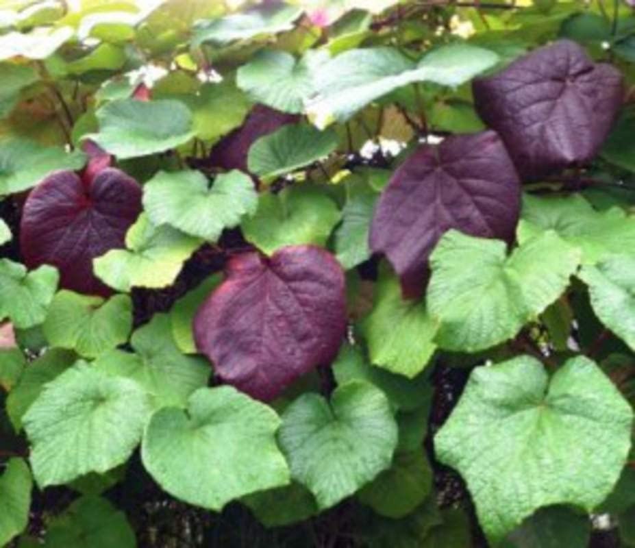 10 Crimson Glory Grape Vine Seeds for Planting - Vitis coignetiae