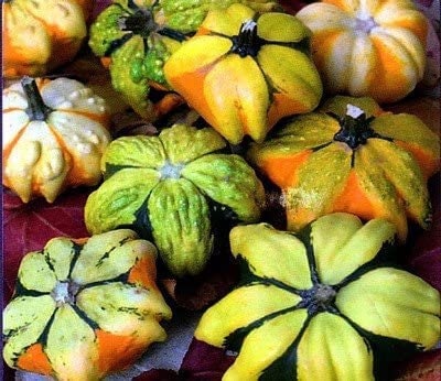 Daisy Gourd Seeds for Planting - 10 Seeds - Rare Seeds, Great Gourds for Decoration