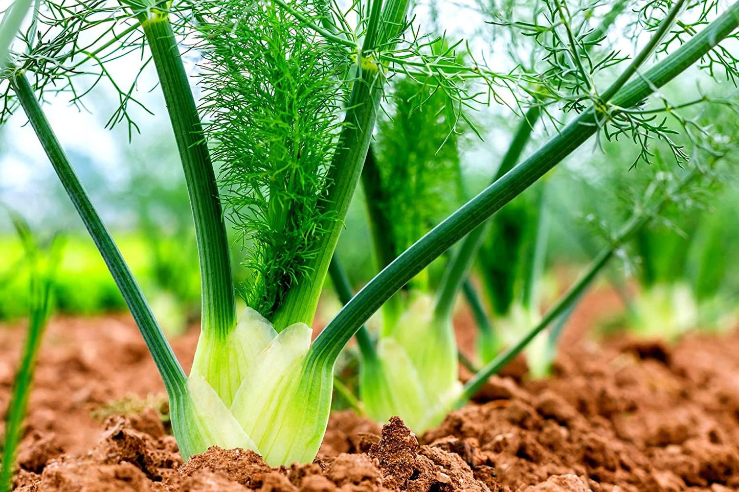 100 Fennel Vegetable Seeds for Planting - Grow Preludio Fennel Bulbs for Cuisine