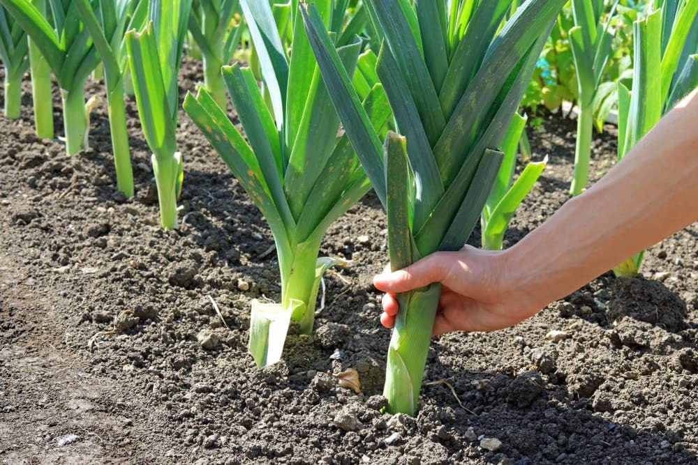 50+ Leek Seeds for Planting - Fresh Garden Seeds, Great for Salads and Garnish