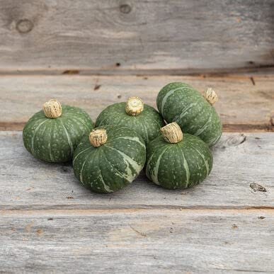 10 Sweet Jade Kabocha Squash Seeds - Easy to Grow Dwarf Sized Kabocha Squash