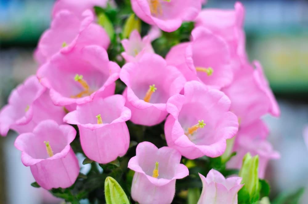 50 Pink Bellflower Seeds for Planting Campanula Medium