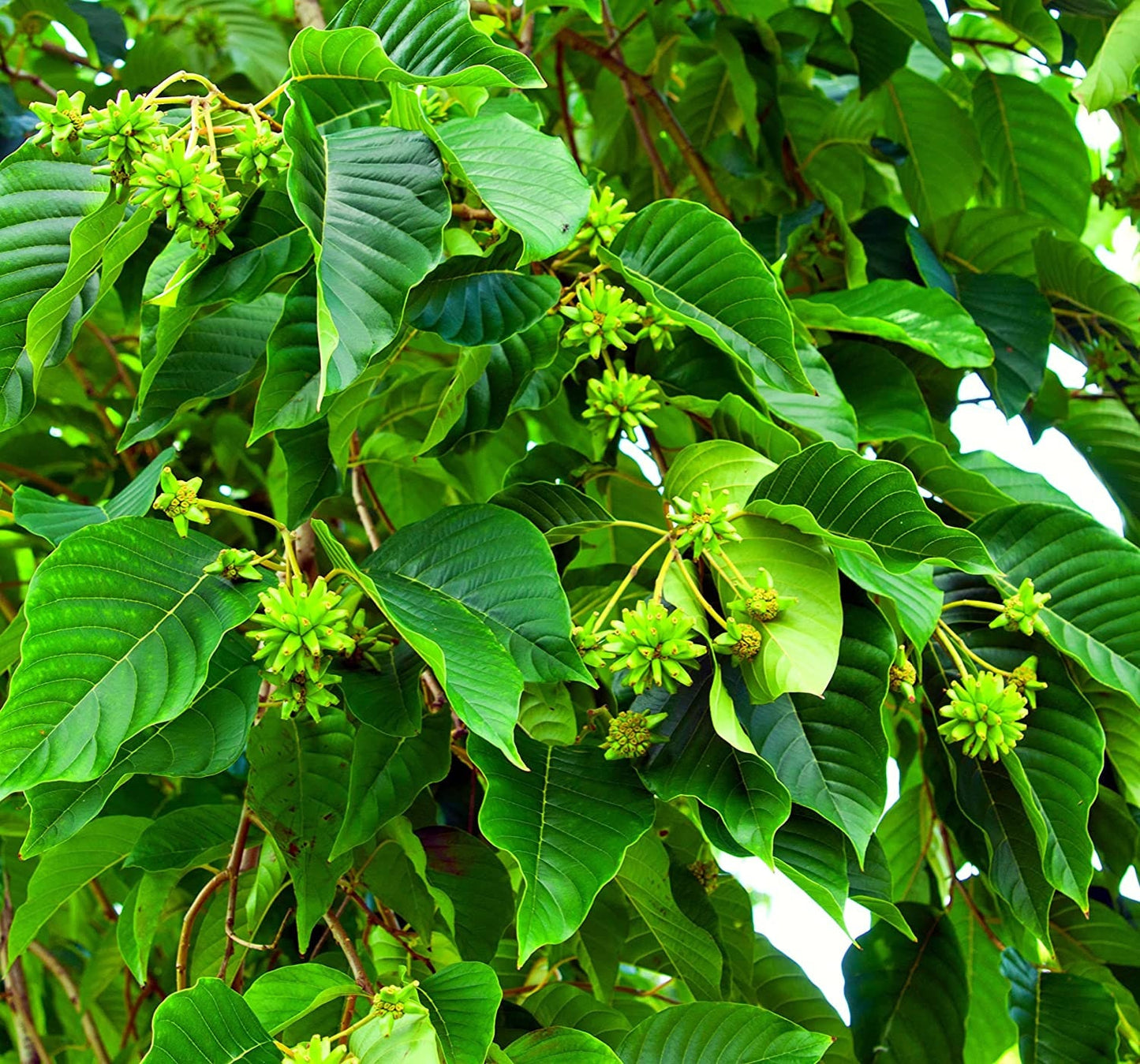 30 Happy Tree Seeds for Planting Camptotheca acuminata