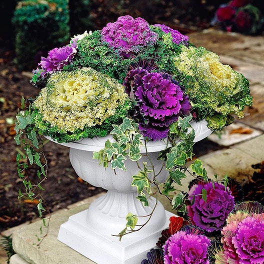 30 Ornamental Cabbage Seeds - Colorful and Exotic Decoration Plants